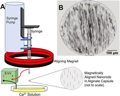 Soft Capsule Magnetic Millirobots for Region-Specific Drug Delivery in the Central Nervous System